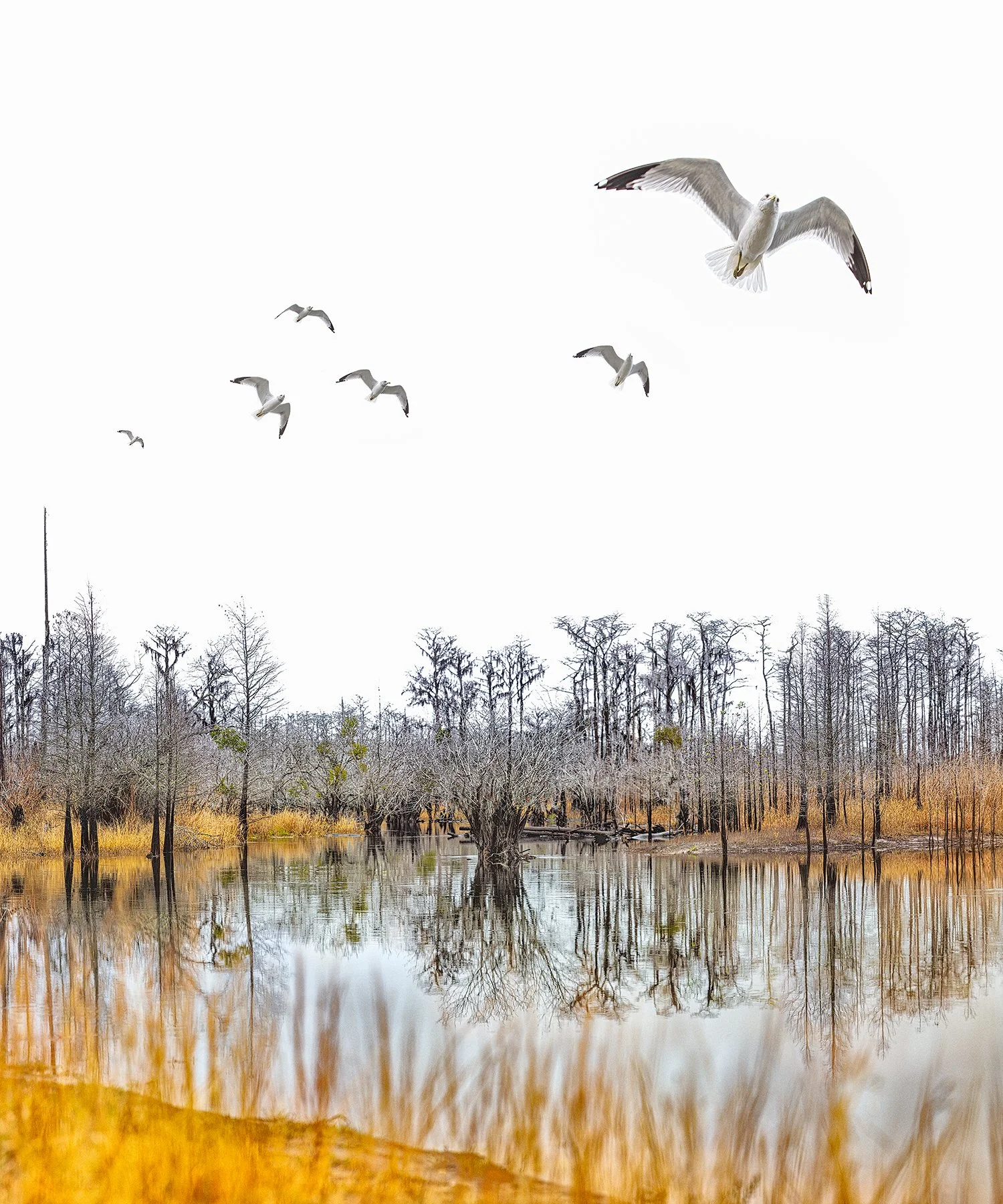 Suwanee River Sill (2020)

